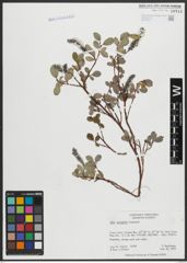 Foto von Salix arctophila Cockerell ex A. Heller